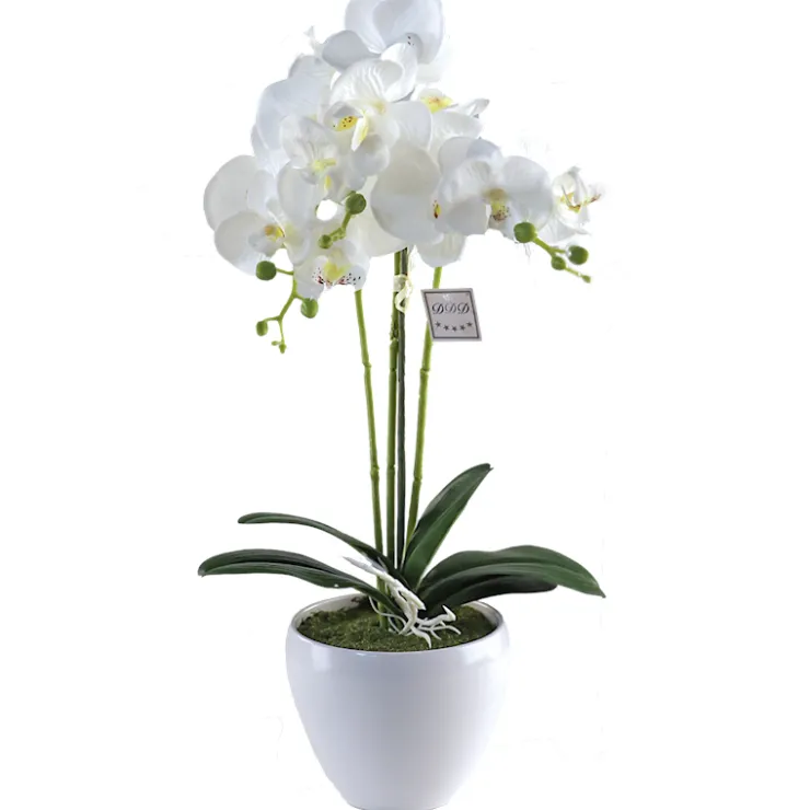 Hot Orchidee Lina Vases Et Cache Pots